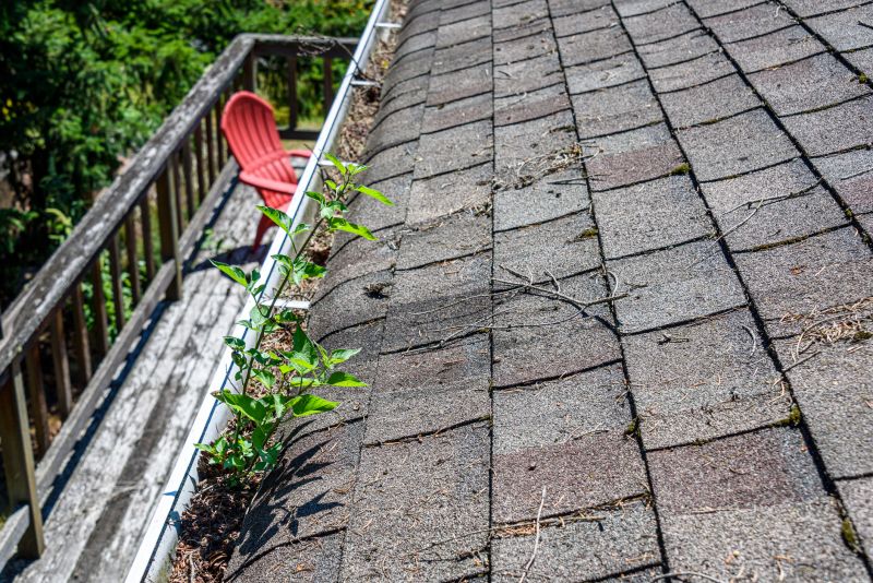 Shingle Cleaning and Maintenance